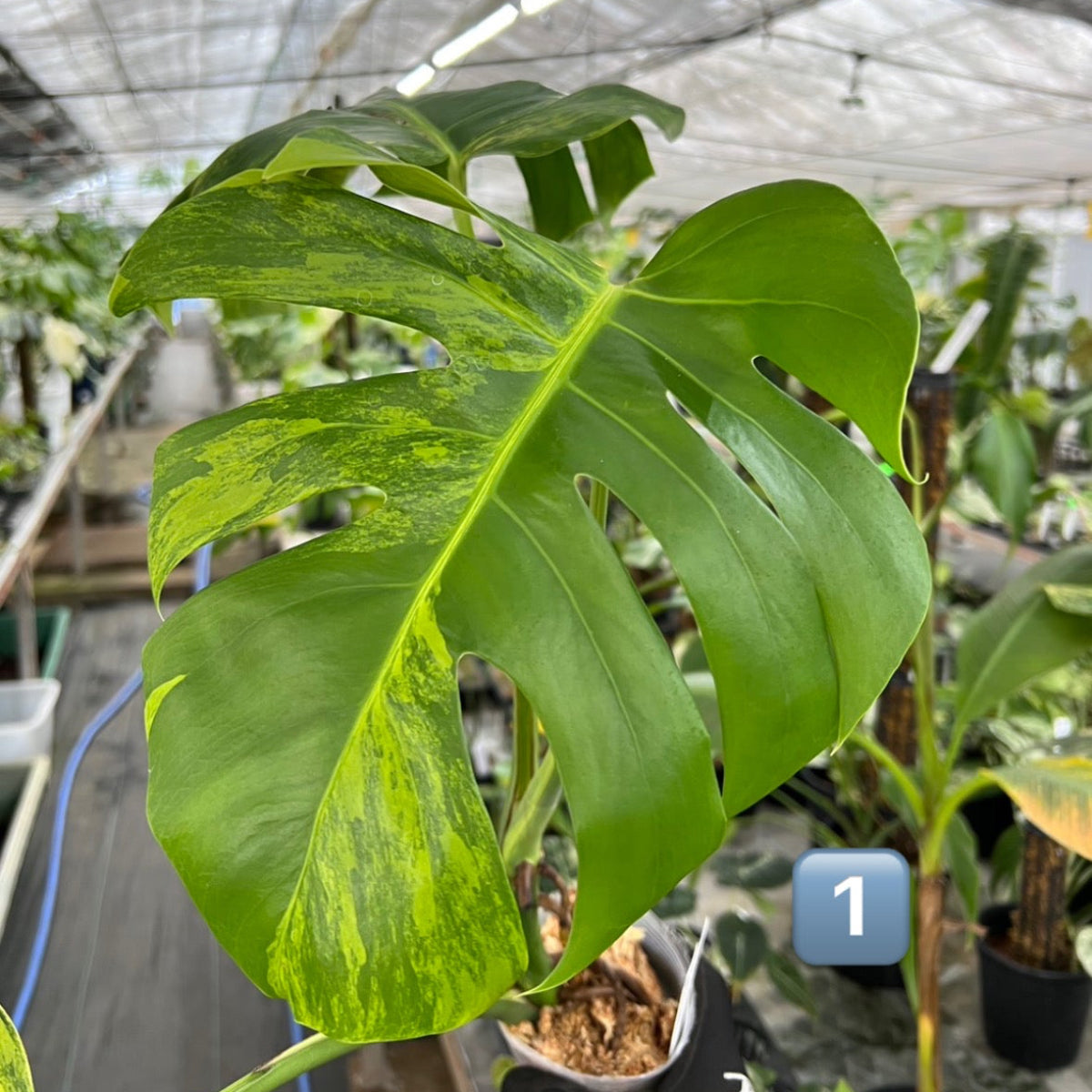 モンステラ・オーレア（Monstera Deliciousa Aurea） モンステラ・オーレア（Monstera Deliciousa Aurea）