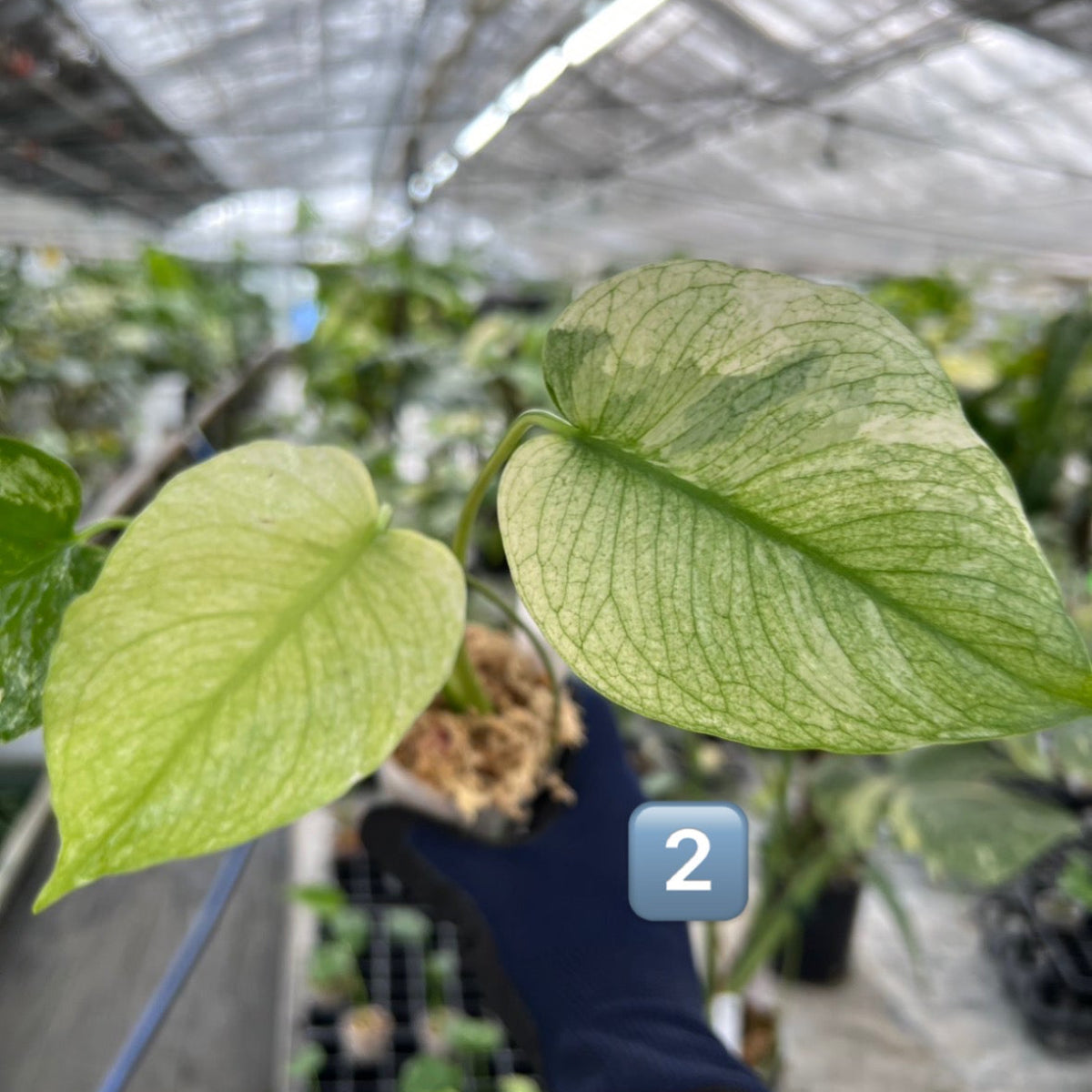 【選択可能】【コレクション】モンステラ　デリシオーサ 'ミント トリカラー' 3号サイズ