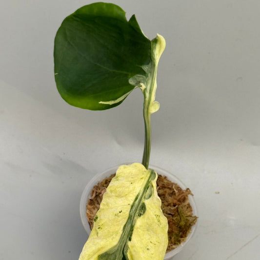 【タイナーセリー直売】モンステラ・デリシオーサ 'マスターピース　MC Usa mutation lava'【送料着払い】【124】