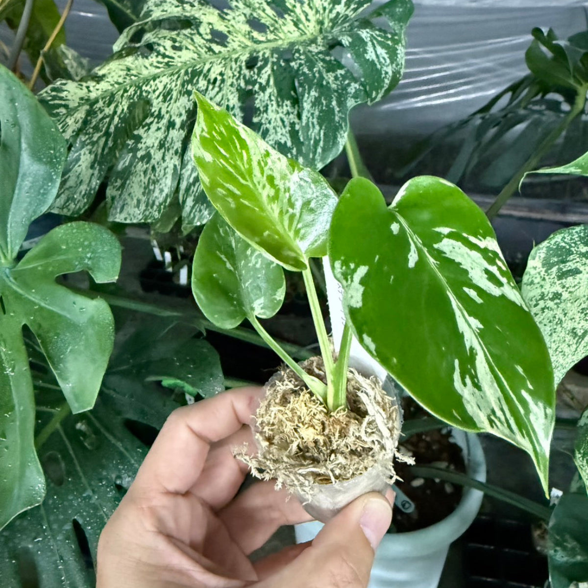 【選抜/コレクション】モンステラ・デリシオーサ 'ベトシオーサ'2号サイズ