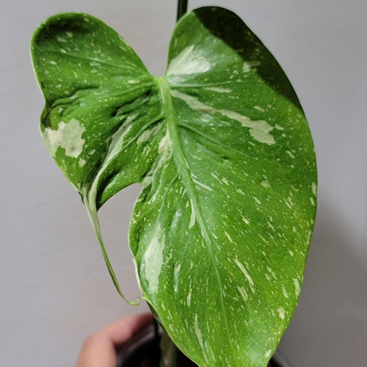 コレクション】【モンステラ デリシオーサ 'タイコンステレーション