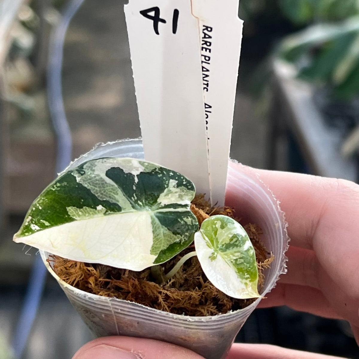 全植物一覧 – RARE PLANTS JAPAN (レアプランツジャパン)