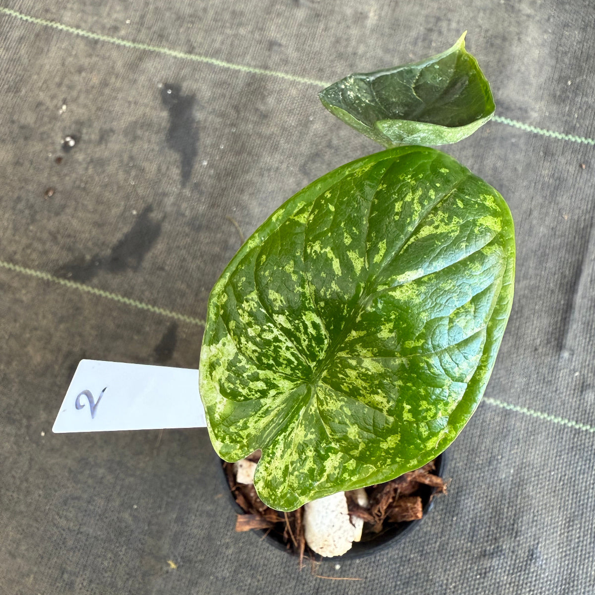 【シロウト園芸選抜】【希少】アロカシア 'ドラゴンスケール' ミント 3.5号　選択可能