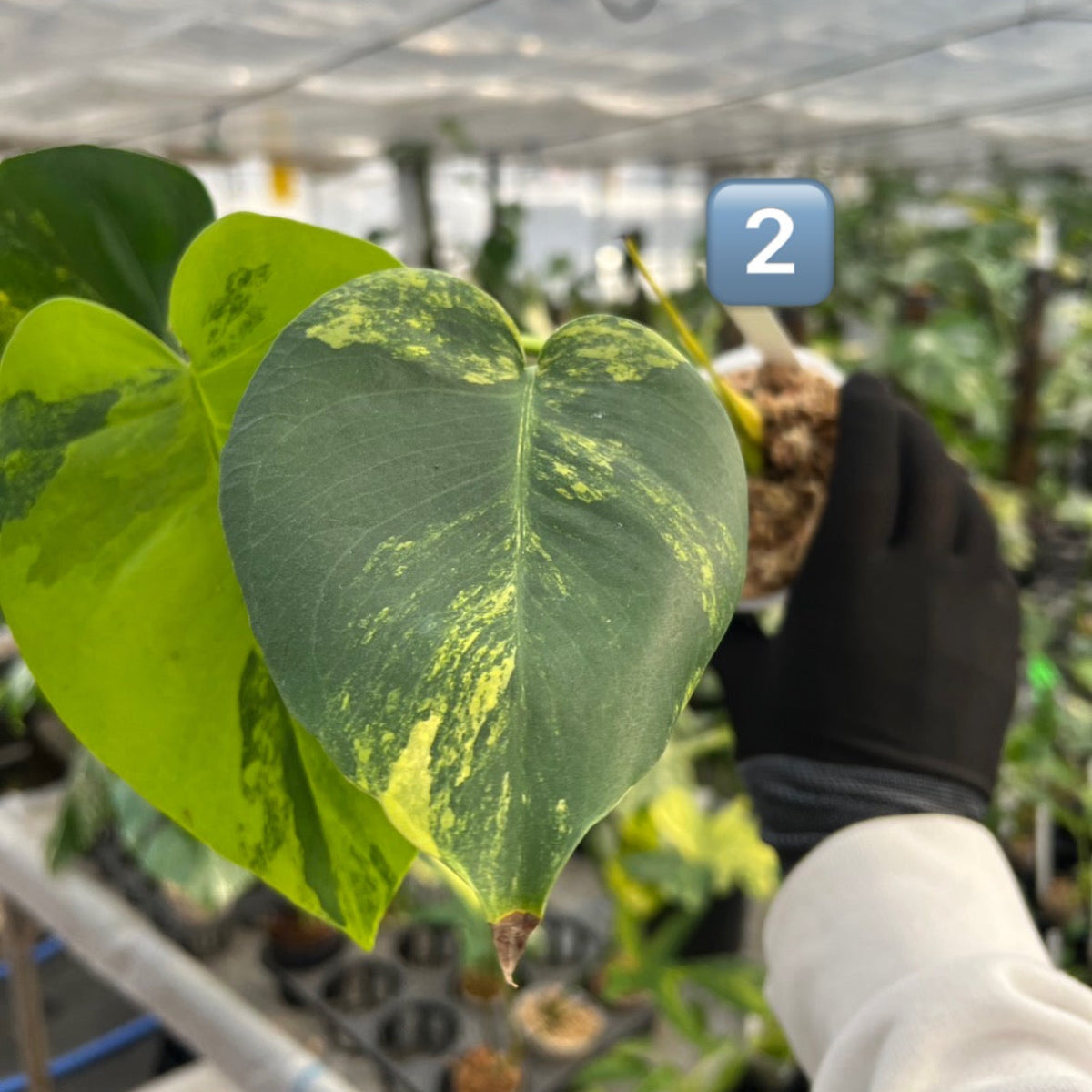 【初出品/コレクション】モンステラ デリシオーサ 'ポンポン'