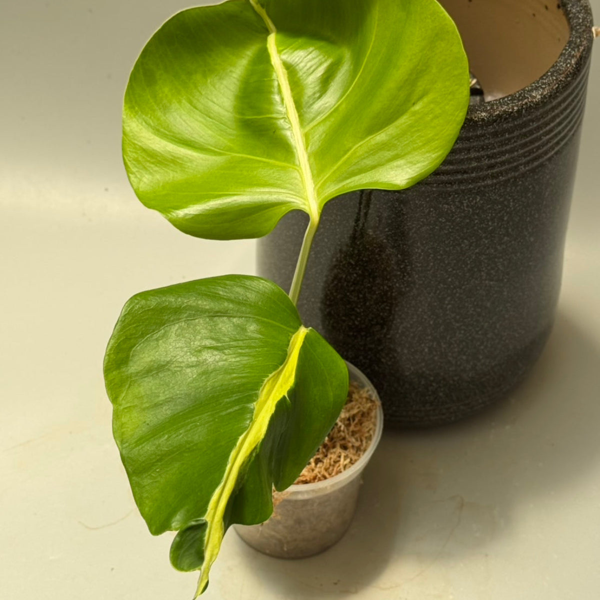 希少 アルピニア ルゴサ 7号 ① 全植物一覧 – Page 2 – RARE PLANTS JAPAN (レアプランツジャパン)