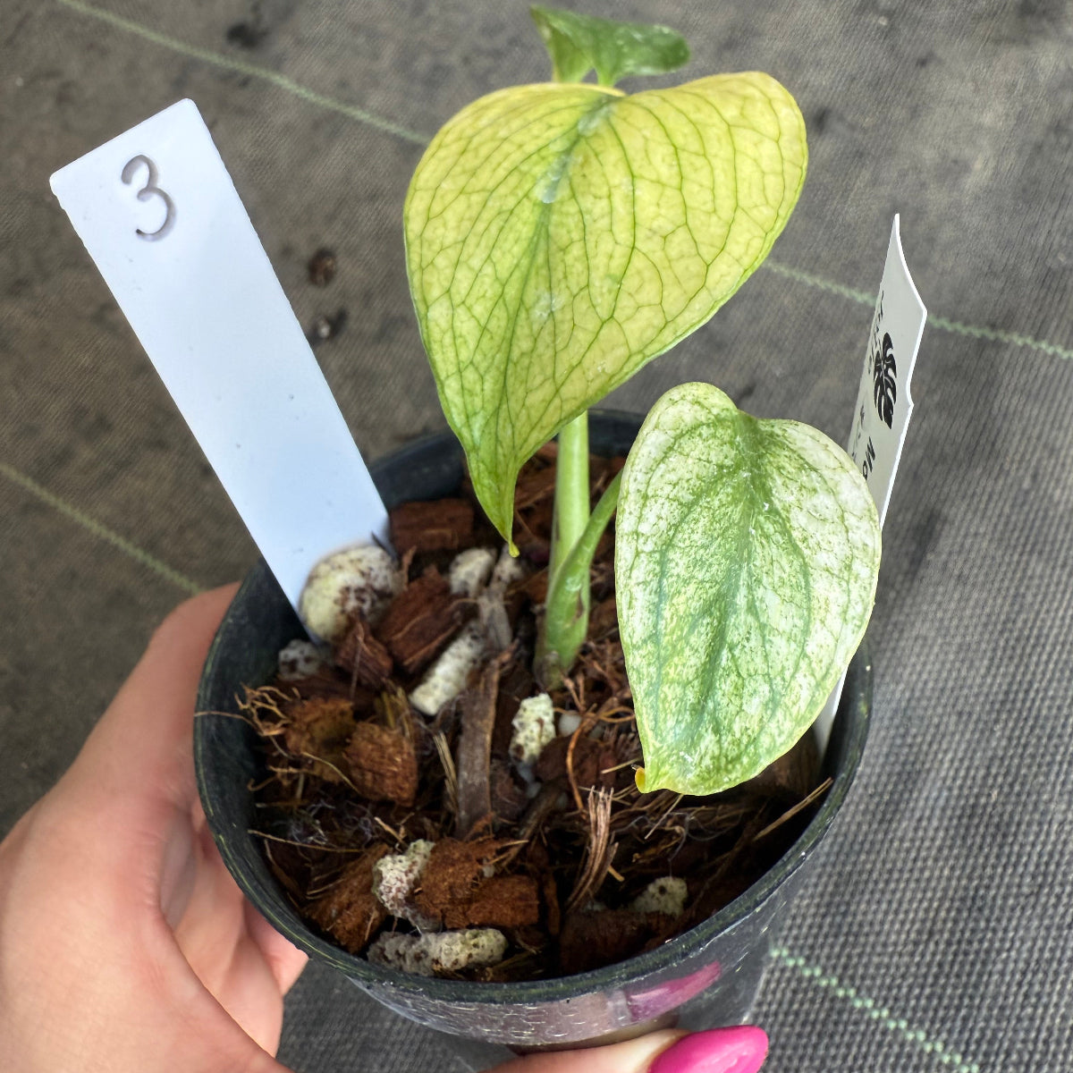 スペシャルセール【選抜】モンステラ　デリシオーサ 'ホワイトモンスター' 3.5号