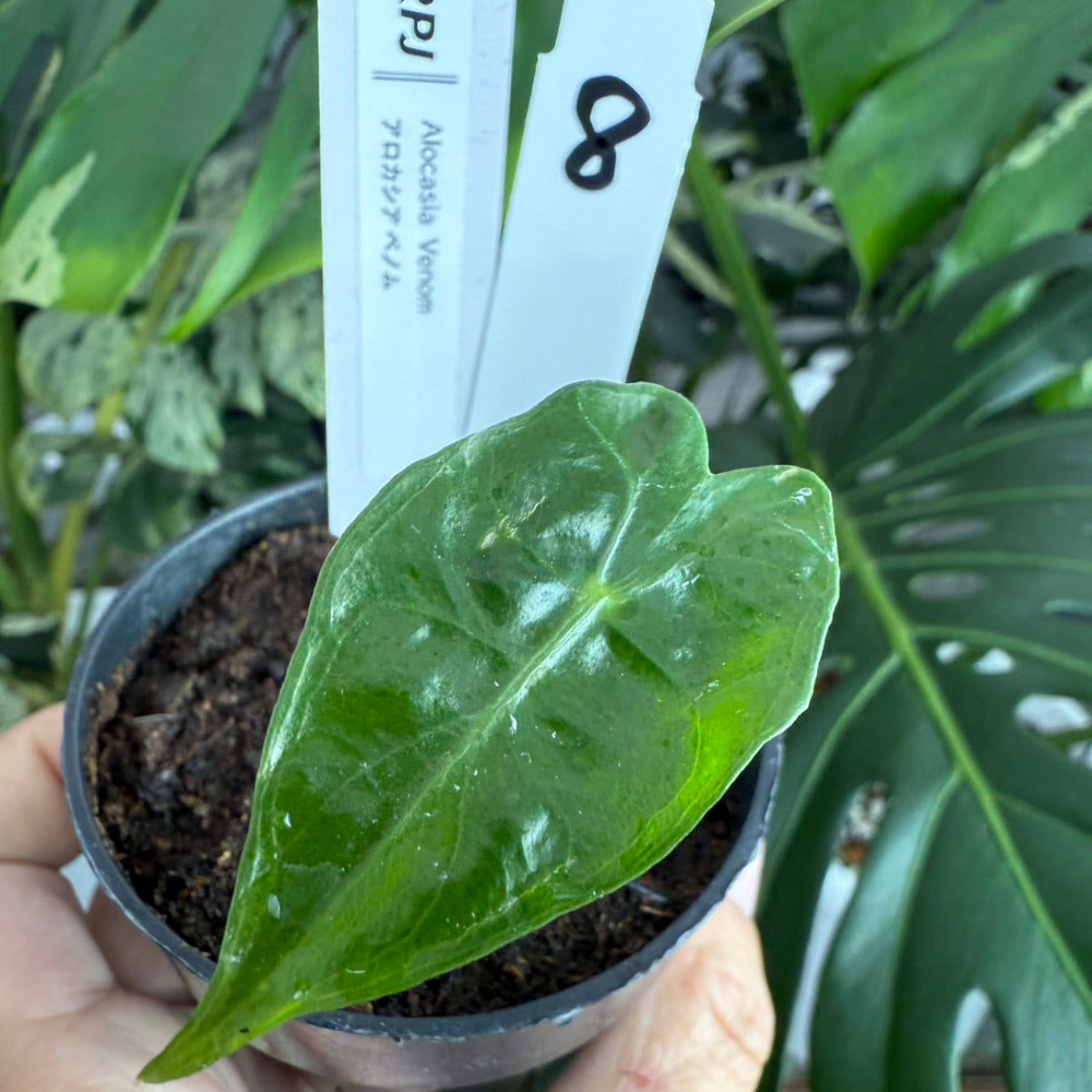 希少】アロカシア 'ベノム(ヴェノム)' 順化済み – RARE PLANTS JAPAN