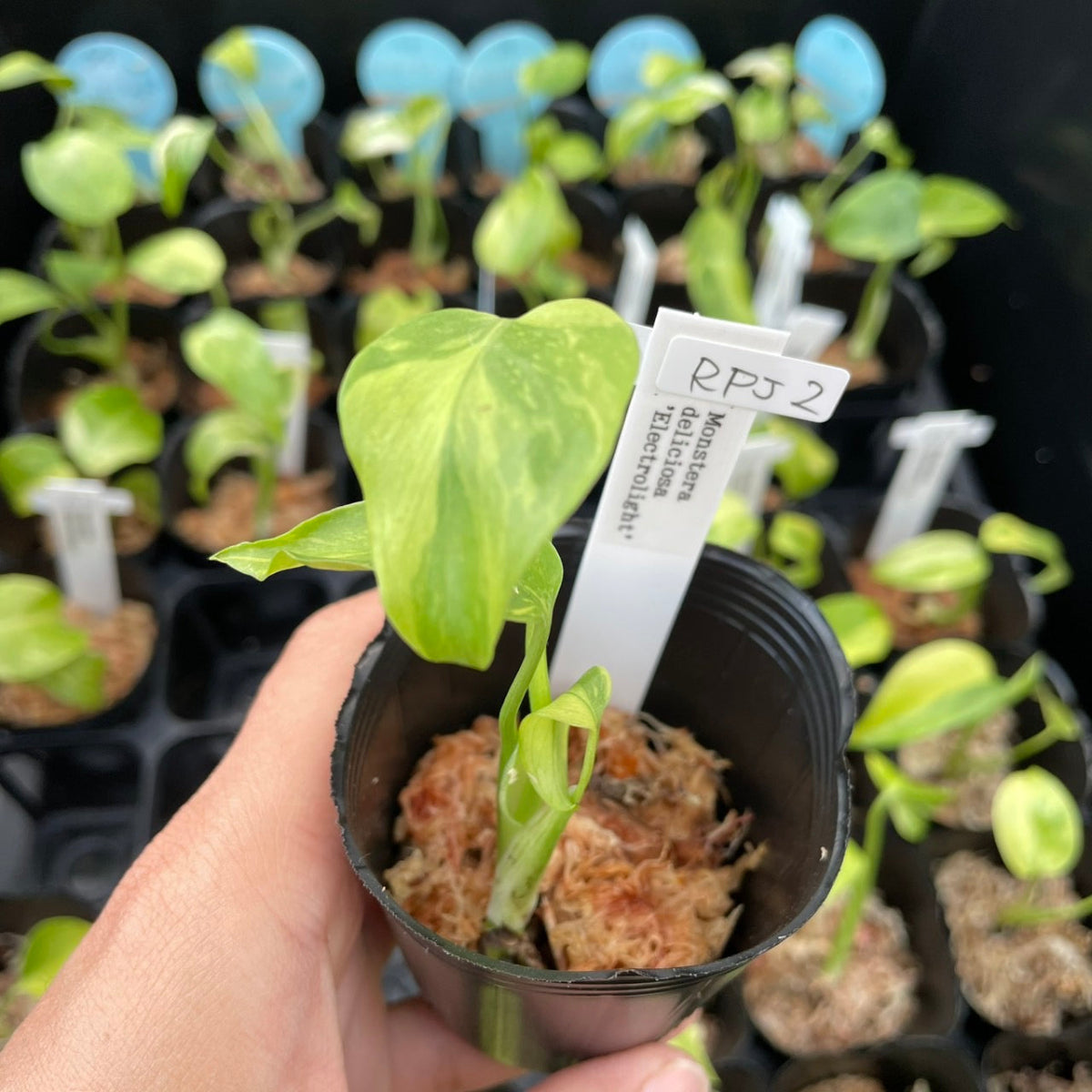 モンステラ デリシオーサ 'エレクトロライト' 2号 – RARE PLANTS JAPAN