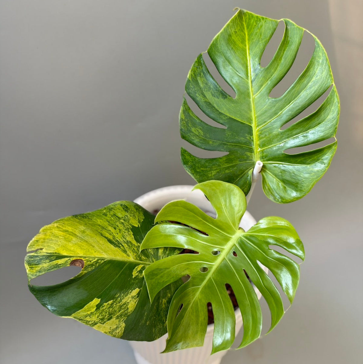 モンステラ Monstera – RARE PLANTS JAPAN (レアプランツジャパン)