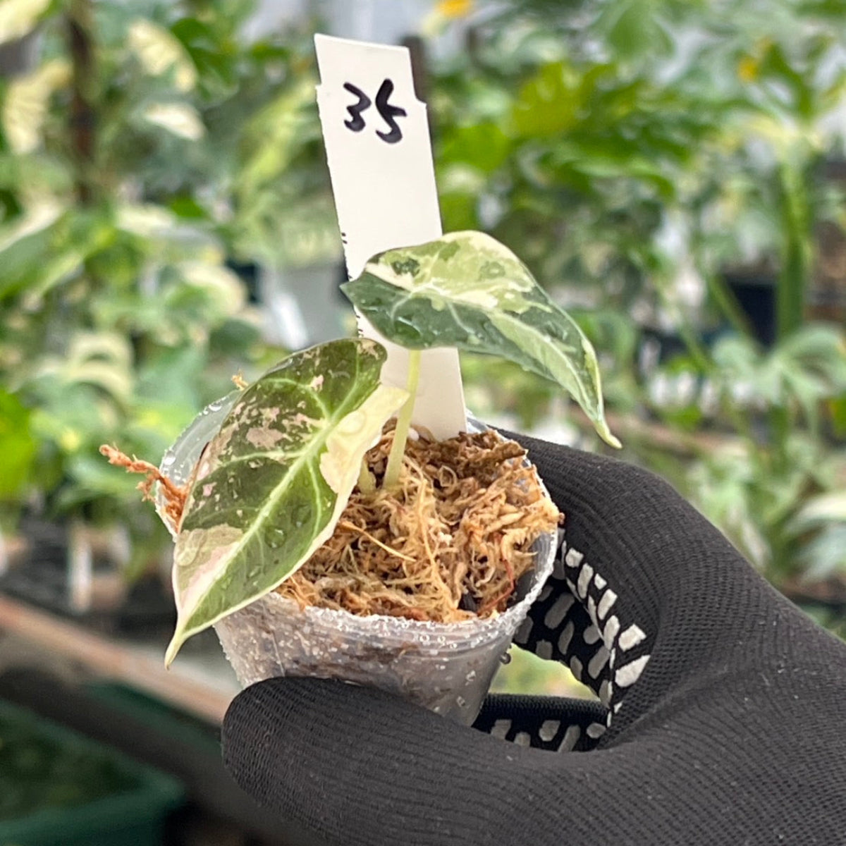 【追加セール】アロカシア・レギヌラ  'ブラックベルベット'  ピンク斑入り　2号サイズ