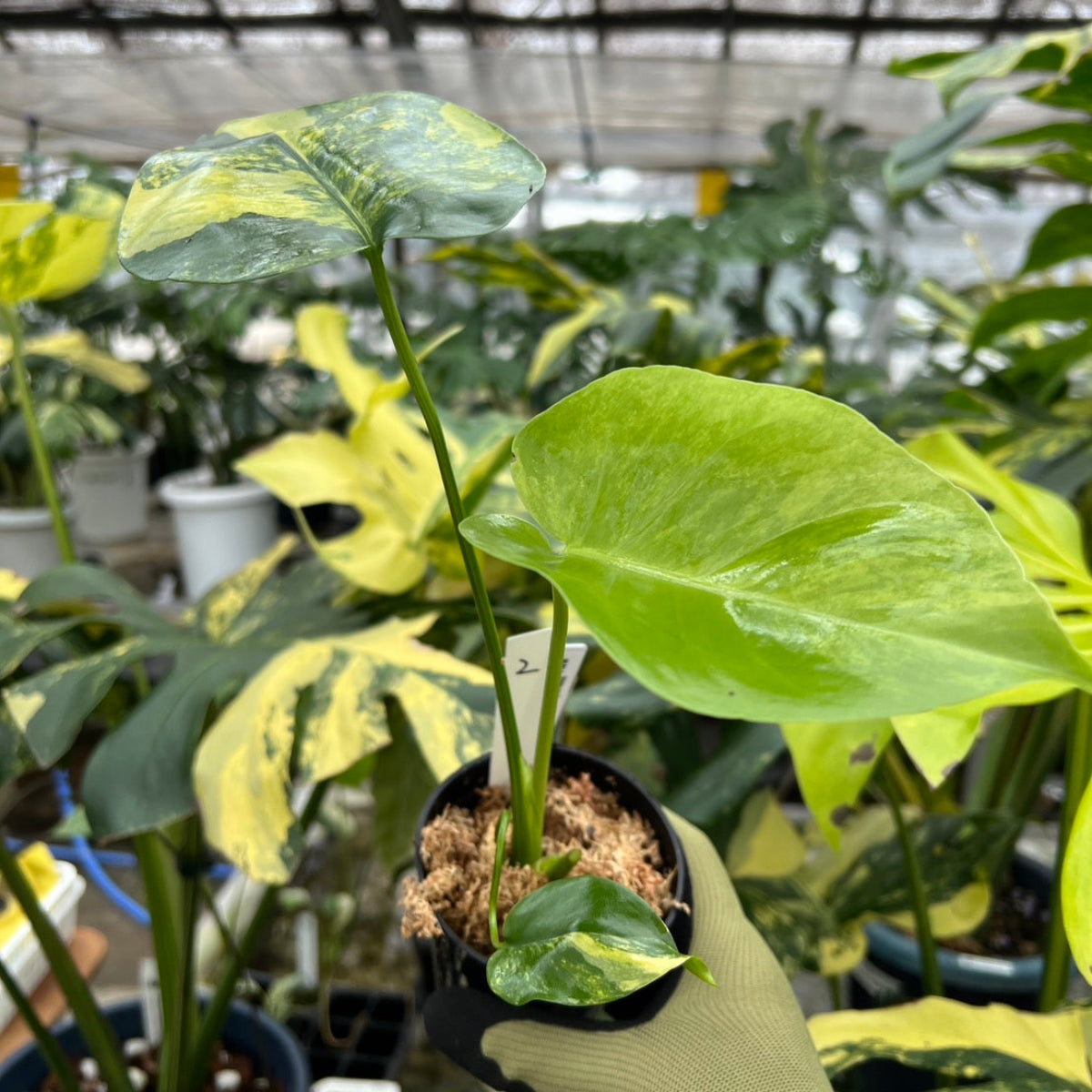 モンステラ・デリシオーサ 'イエローマリリン' 3号 TC株 順化