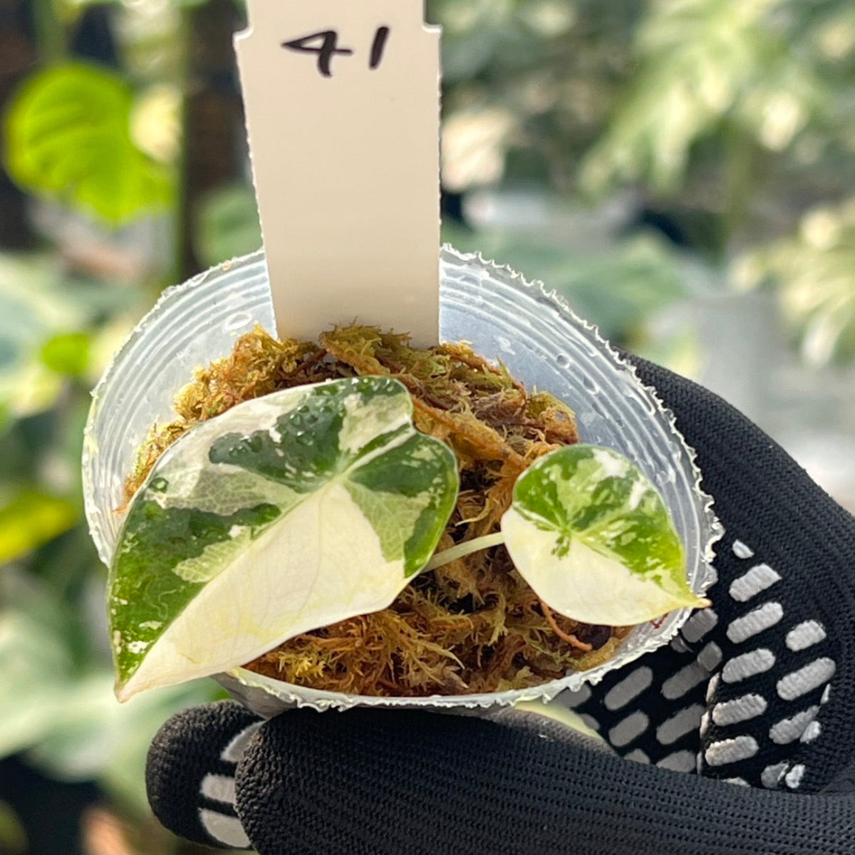 アロカシア Alocasia – RARE PLANTS JAPAN (レアプランツジャパン)