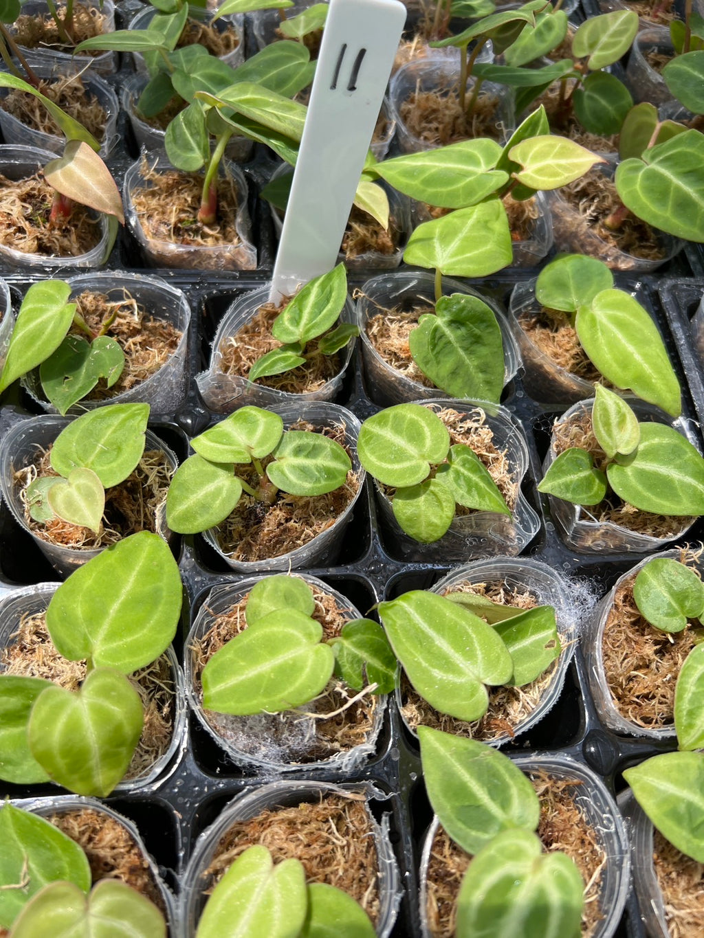 アンスリウム Anthurium 'Dorayaki' Hybrid