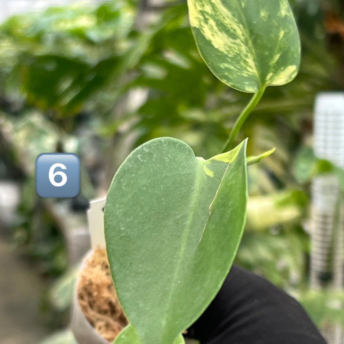 モンステラ・デリシオーサ 'イエローマリリン' 2号 TC株 順化済み