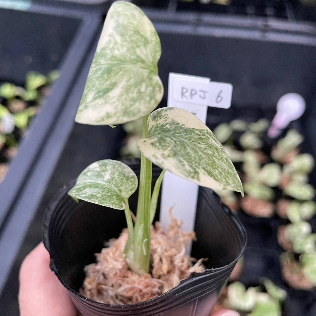 モンステラ Monstera – RARE PLANTS JAPAN (レアプランツジャパン)