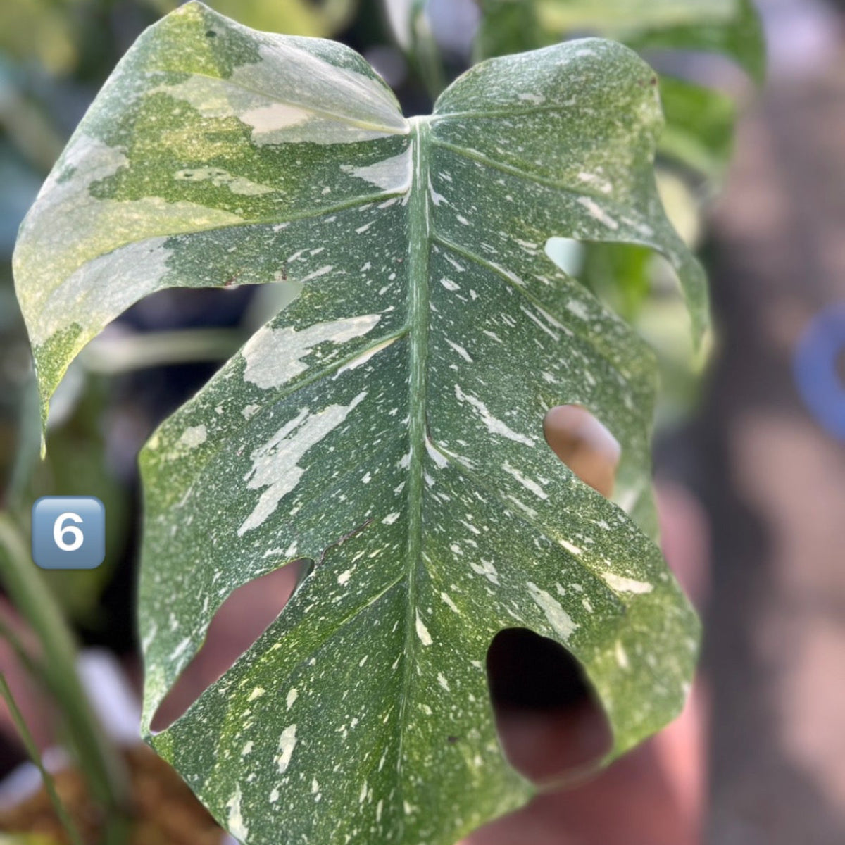 希少】モンステラ・デリシオーサ 'タイコンステレーション【スター