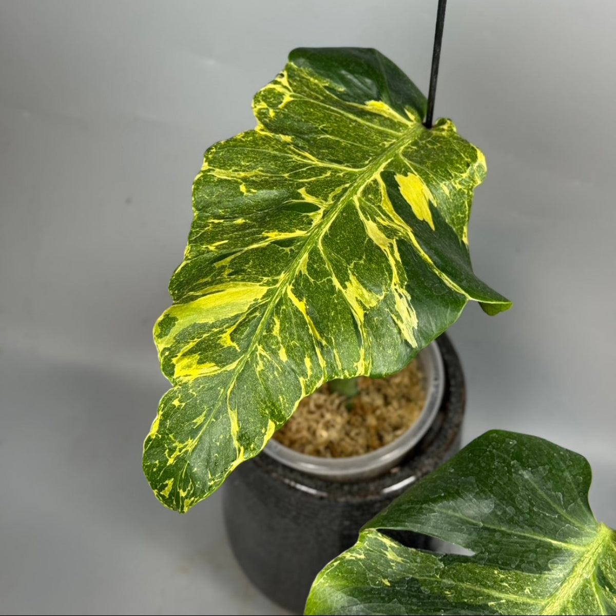 全植物一覧 – RARE PLANTS JAPAN (レアプランツジャパン)