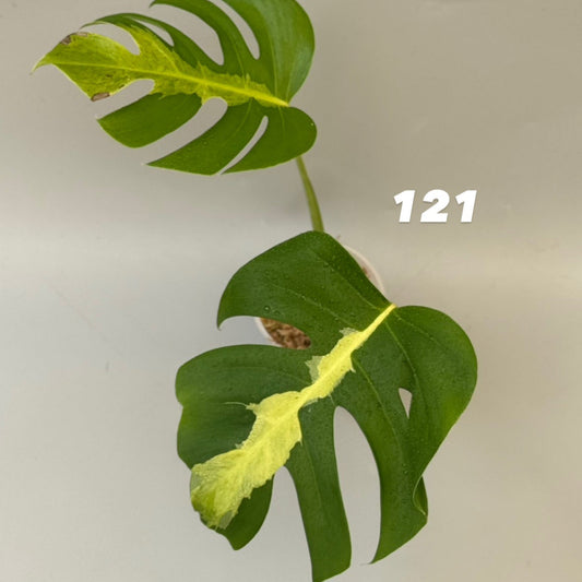 【タイナーセリー直売】モンステラ・デリシオーサ 'ホワイトラヴァ'【送料着払い】【121/122/123】