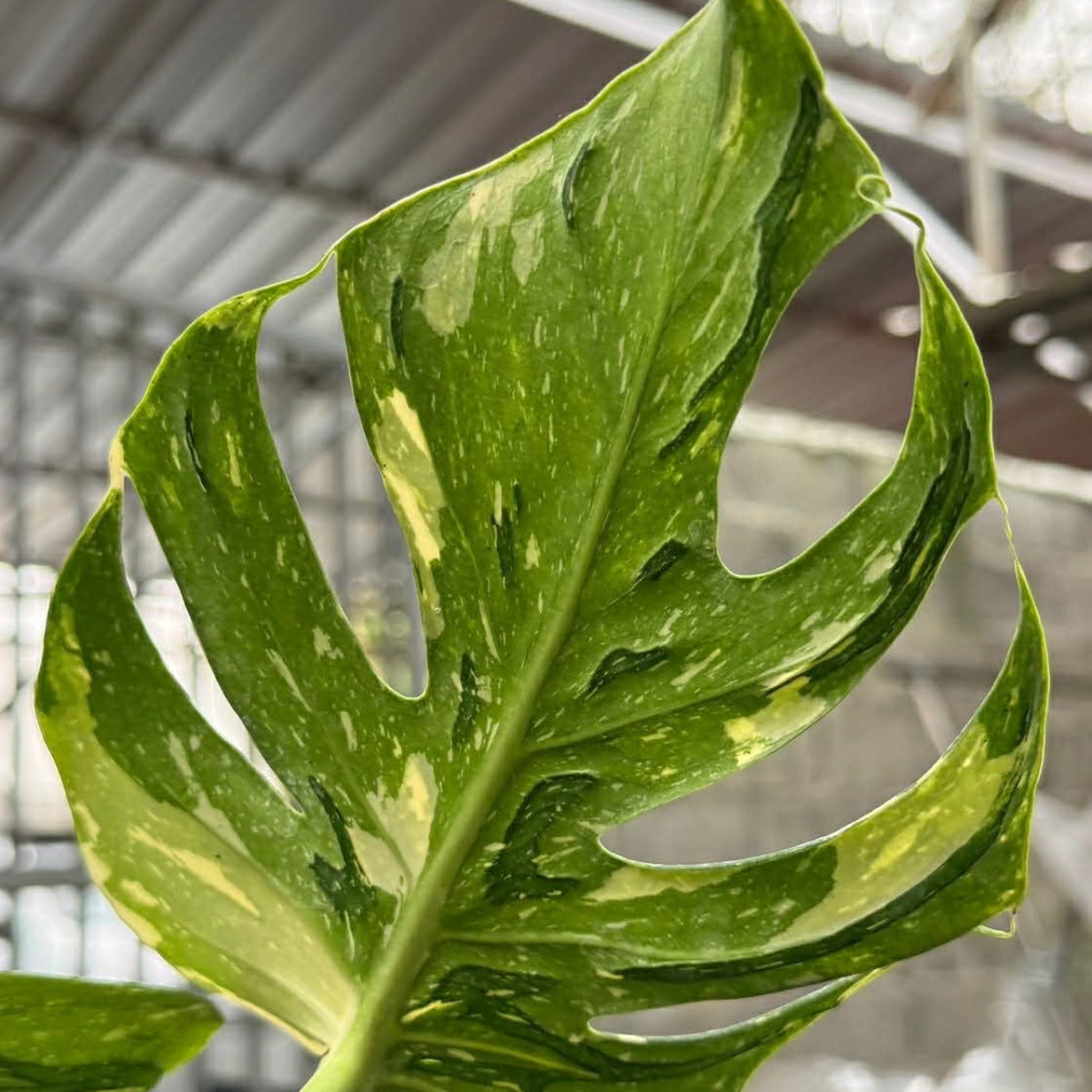 【Live販売】 58番　モンステラ・デリシオーサ 'メデューサ'002