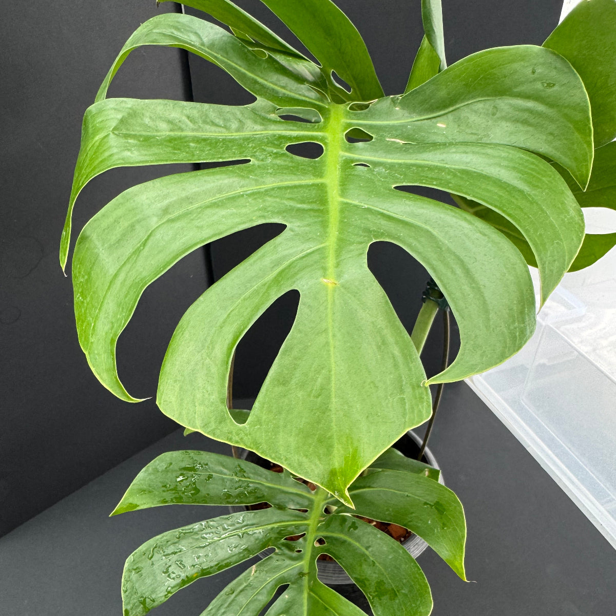 モンステラ デリシオーサ 'マクロコズム' – RARE PLANTS JAPAN