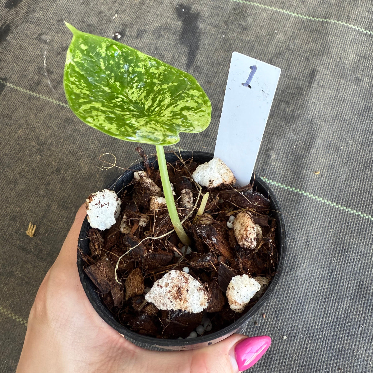 【シロウト園芸選抜】【希少】アロカシア 'ドラゴンスケール' ミント 3.5号　選択可能