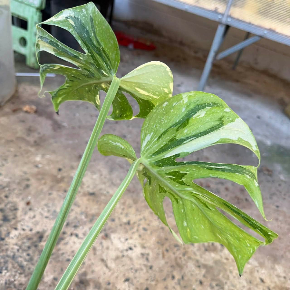 【Live販売】 31番　モンステラ・デリシオーサ 'メデューサ'