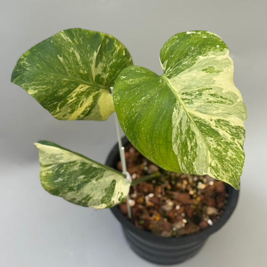 【タイナーセリー直売】モンステラ・デリシオーサ 'オーシャンミント'【送料着払い】【120】