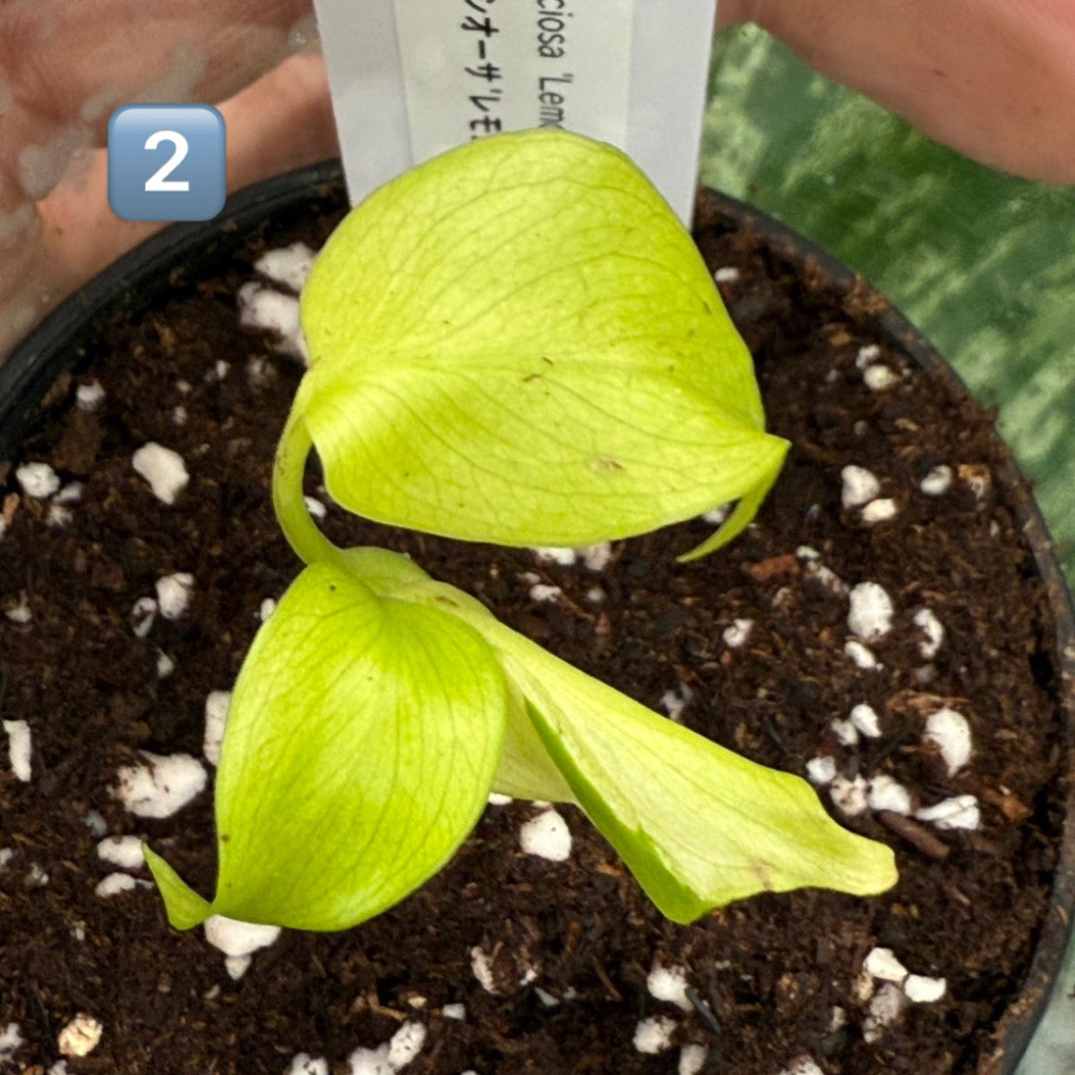 60%OFF【希少/選抜】モンステラ　デリシオーサ 'レモンライム'