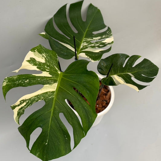 【タイナーセリー直売】 027番　モンステラ・デリシオーサ 'ヤクザ'【送料着払い】