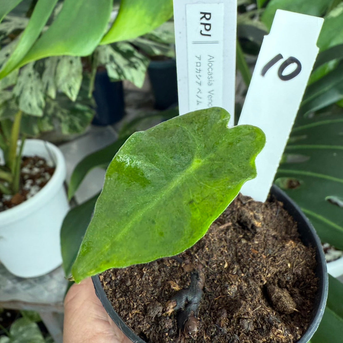 希少】アロカシア 'ベノム(ヴェノム)' 順化済み – RARE PLANTS JAPAN