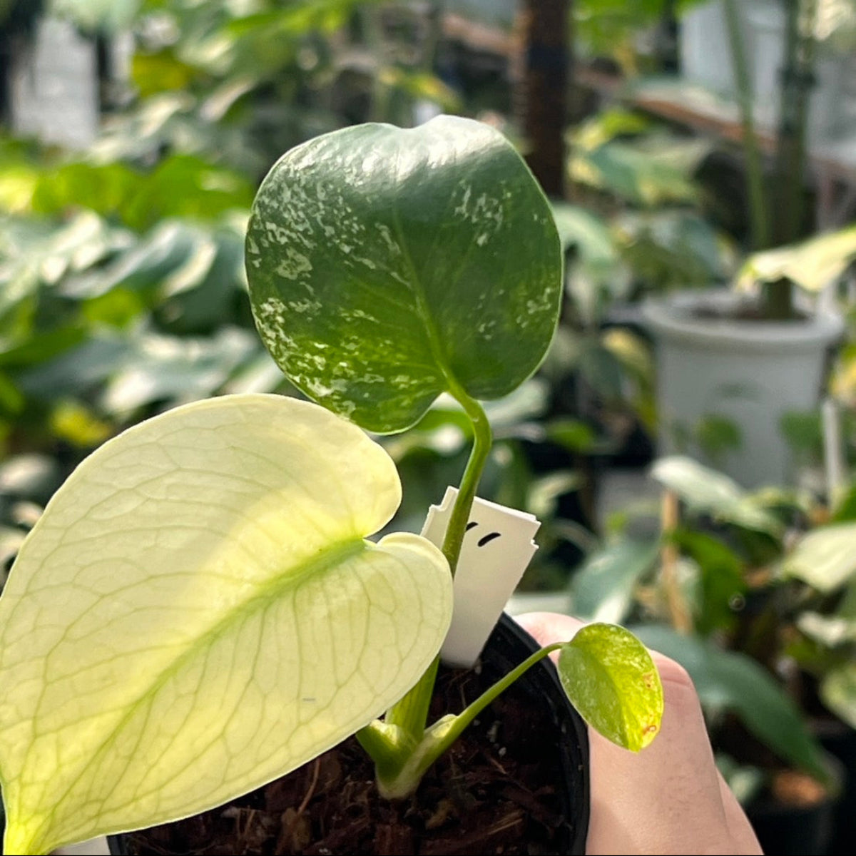 50%OFF【選抜】モンステラ　デリシオーサ 'ホワイトモンスター'