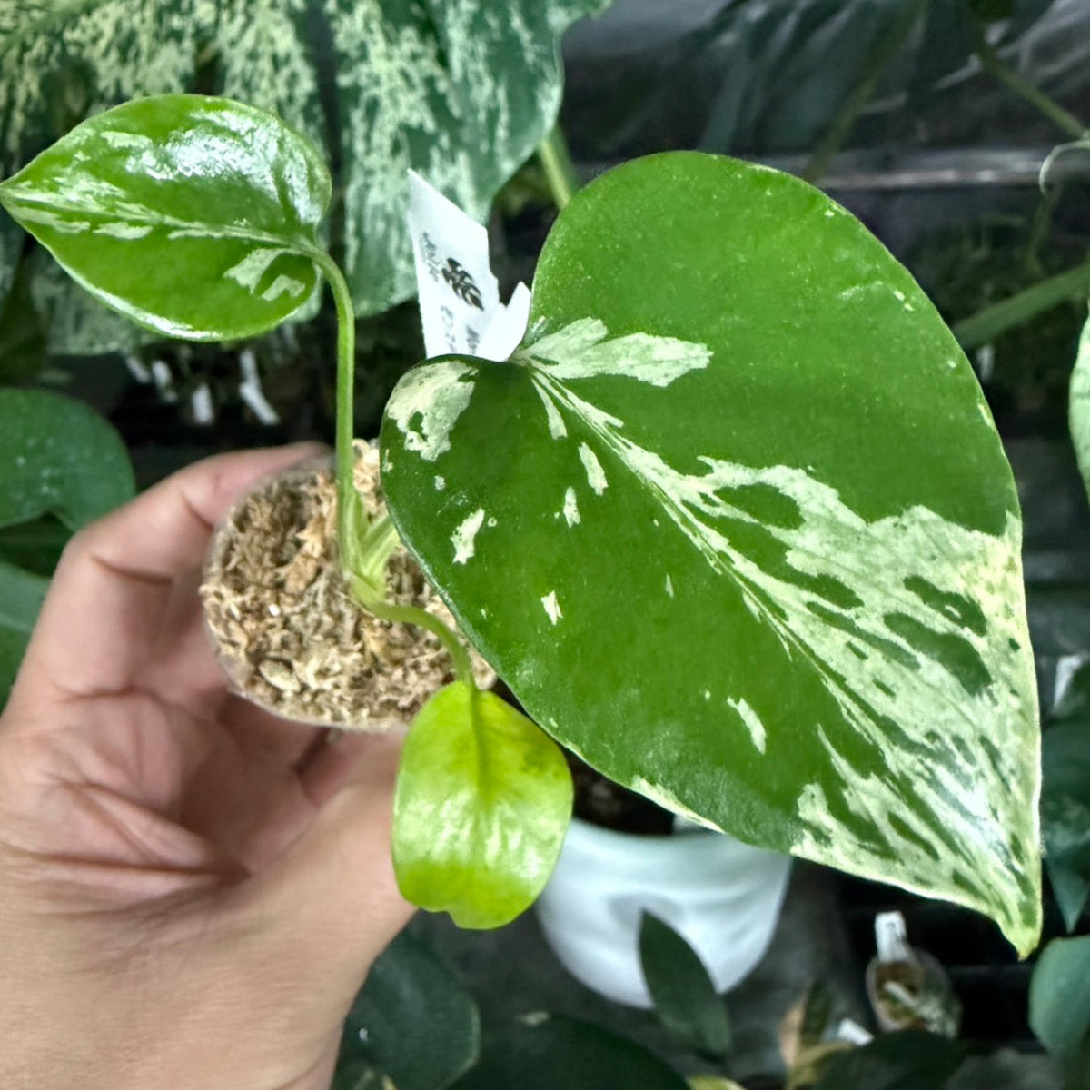 【選抜/コレクション】モンステラ・デリシオーサ 'ベトシオーサ'2号サイズ