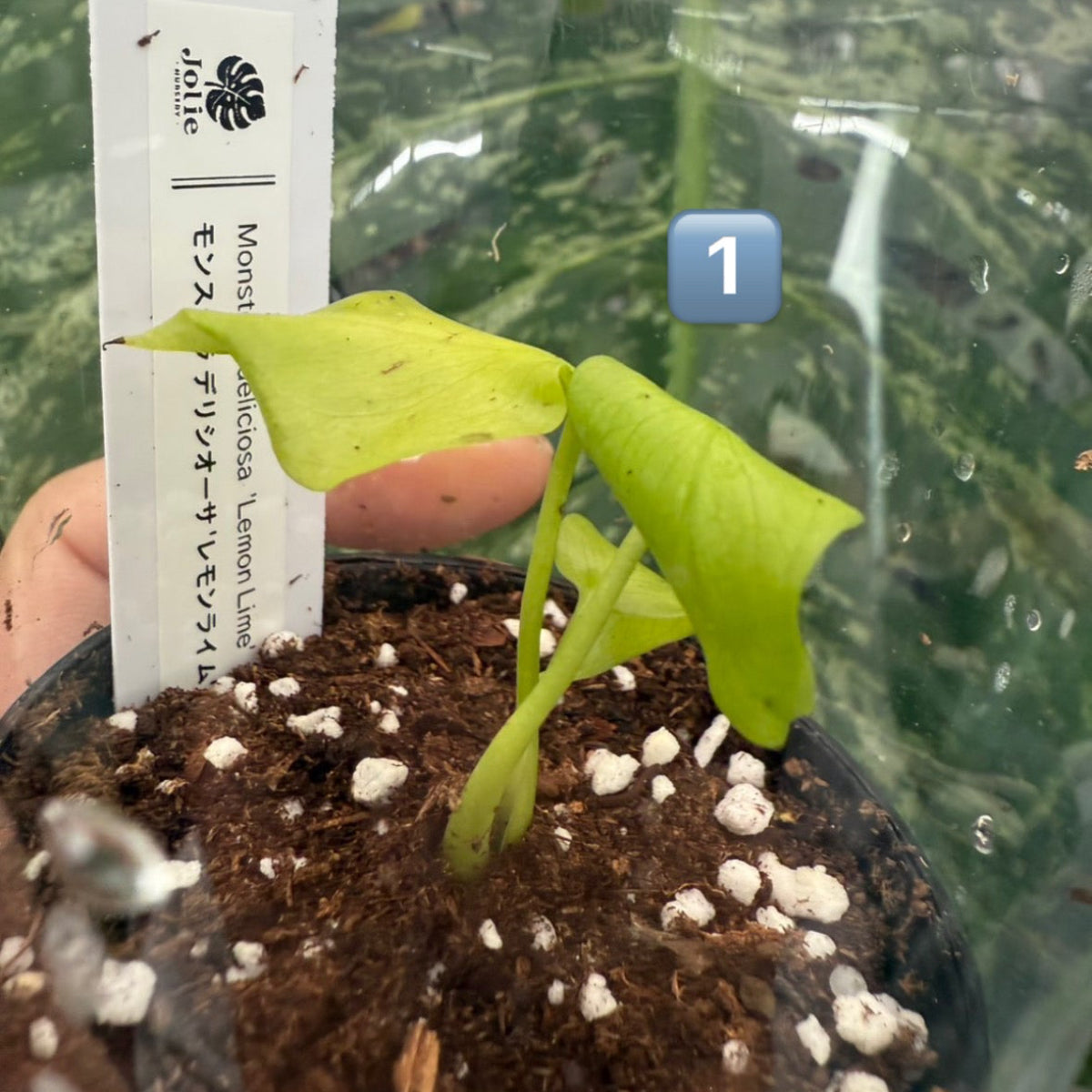 60%OFF【希少/選抜】モンステラ　デリシオーサ 'レモンライム'