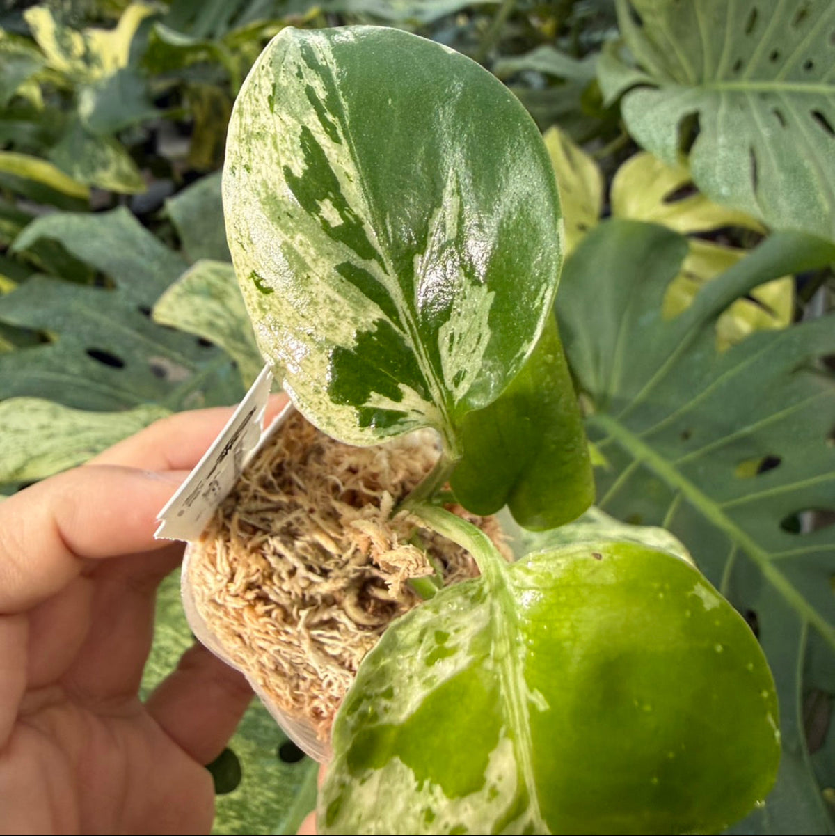 【コレクション】モンステラ・デリシオーサ 'ベトシオーサ'2号サイズ