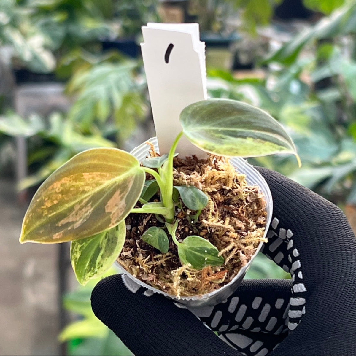 【新入荷】フィロデンドロン・メラノクリサム  斑入り　2号サイズ