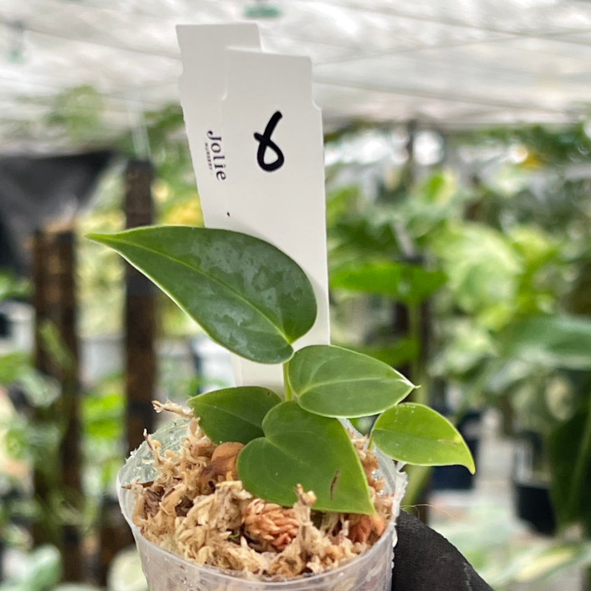 アンスリウム　ベイチー　2株 250602 4 選択可能】アンスリウム ベイチー 2号ポリポット – RARE PLANTS JAPAN