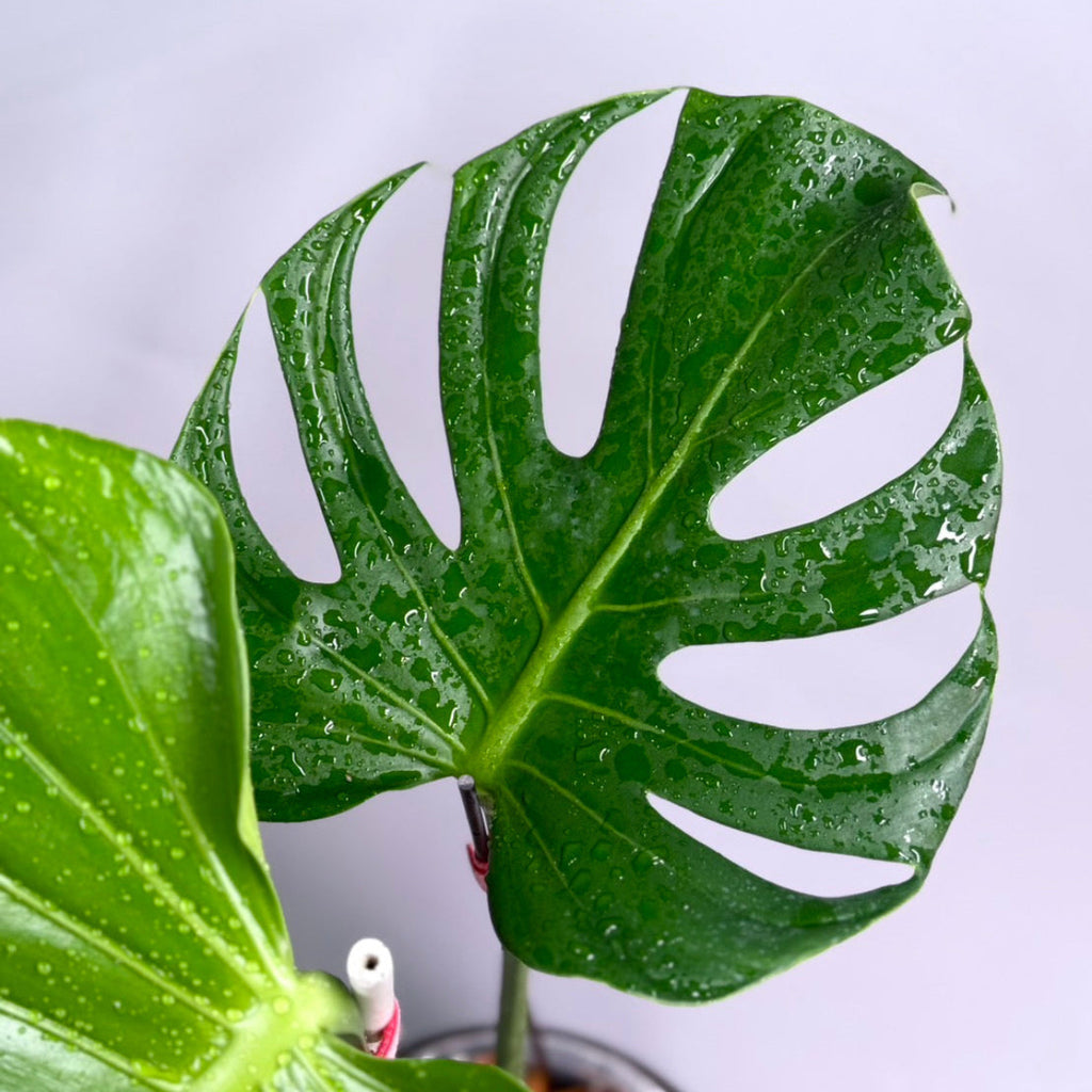 【予約販売8-165】モンステラ　デリシオーサ　'タトゥー'
