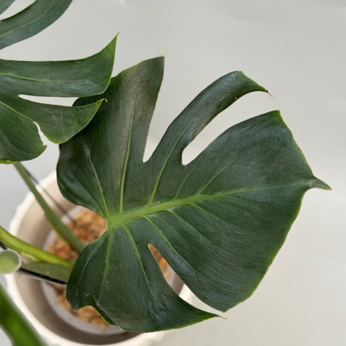 モンステラ Monstera – RARE PLANTS JAPAN (レアプランツジャパン)