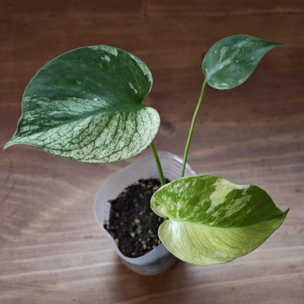 【予約販売】【コレクション】モンステラ　デリシオーサ 'ミント トリカラー' 2~3号サイズ