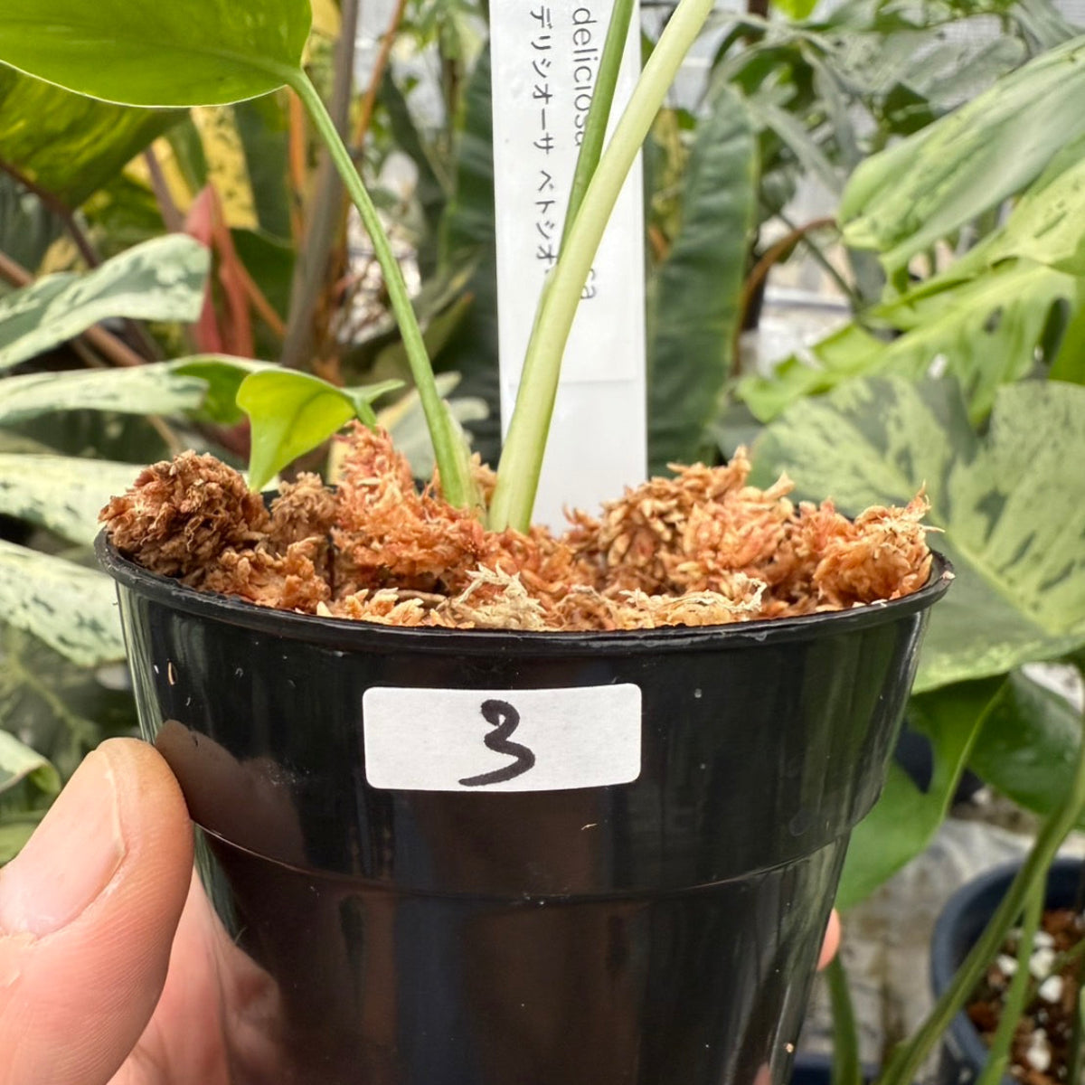 モンステラ10 斑入 ベトシオーサ テンシンラン デリシオーサ 葉