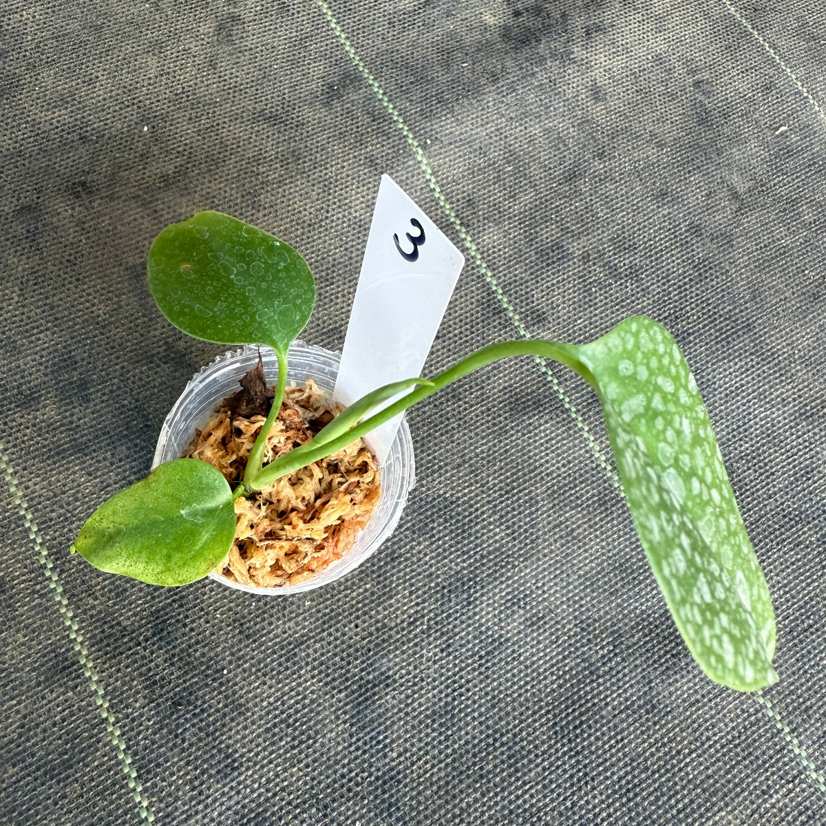 【希少/再入荷】モンステラ・デリシオーサ var.シエラナ 2号サイズ