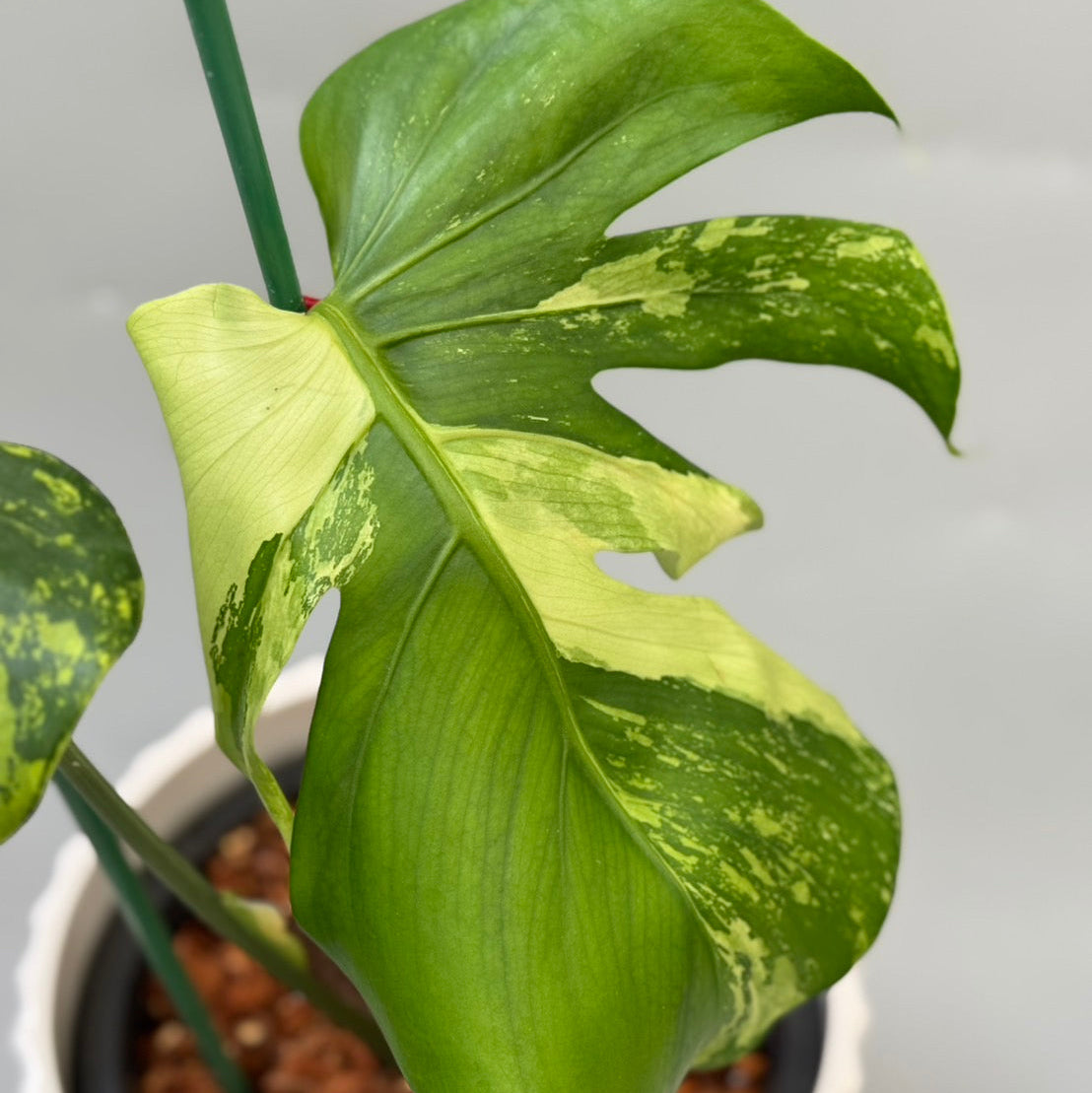 【予約販売10-53】モンステラ　デリシオーサ 'グリーンELF'