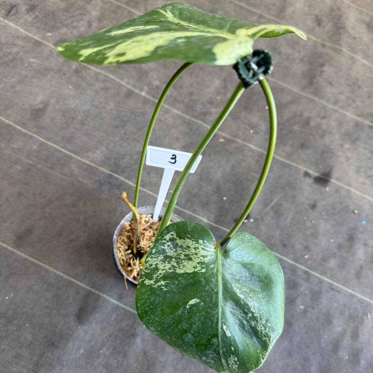 【ウィンターセール】モンステラ・デリシオーサ 'ベトシオーサ'