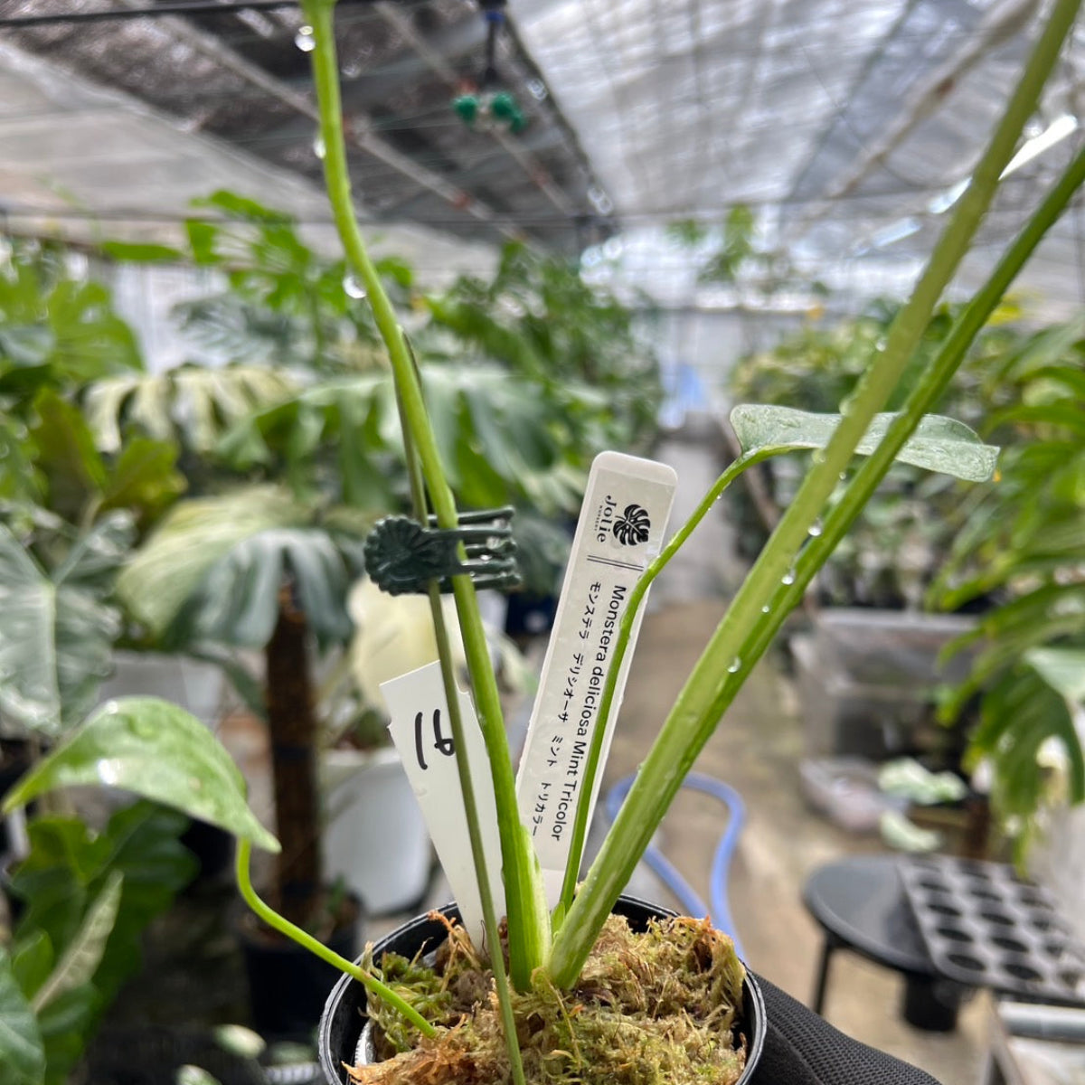 【選択可能】【コレクション】モンステラ　デリシオーサ 'ミント トリカラー' 3号サイズ