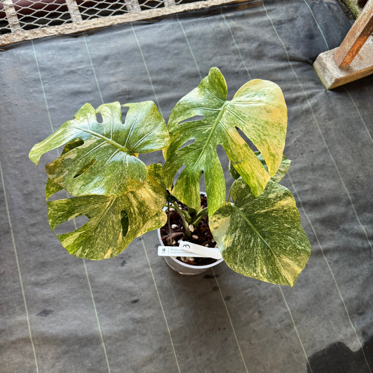 【希少】モンステラ デリシオーサ  'レガシー' カット苗　発根確認済