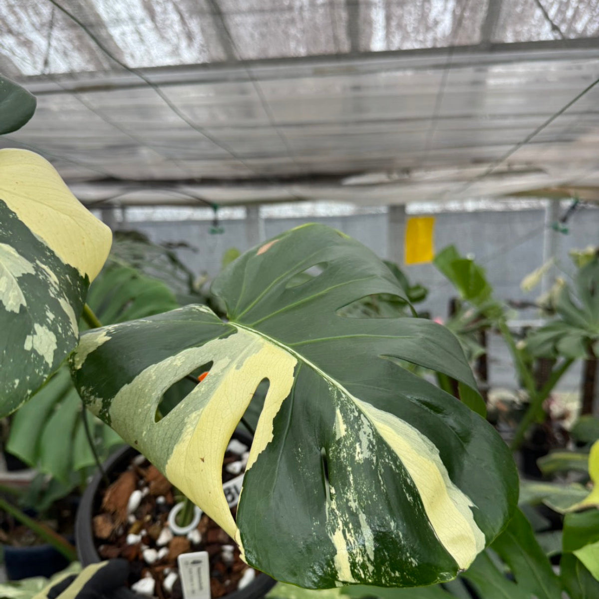 日本初?/激レア】モンステラ デリシオーサ 'ブルーミント' – RARE