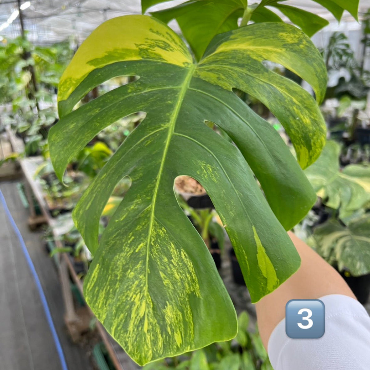 選抜】モンステラ・デリシオーサ var. ボルシギア 'オーレア' – RARE