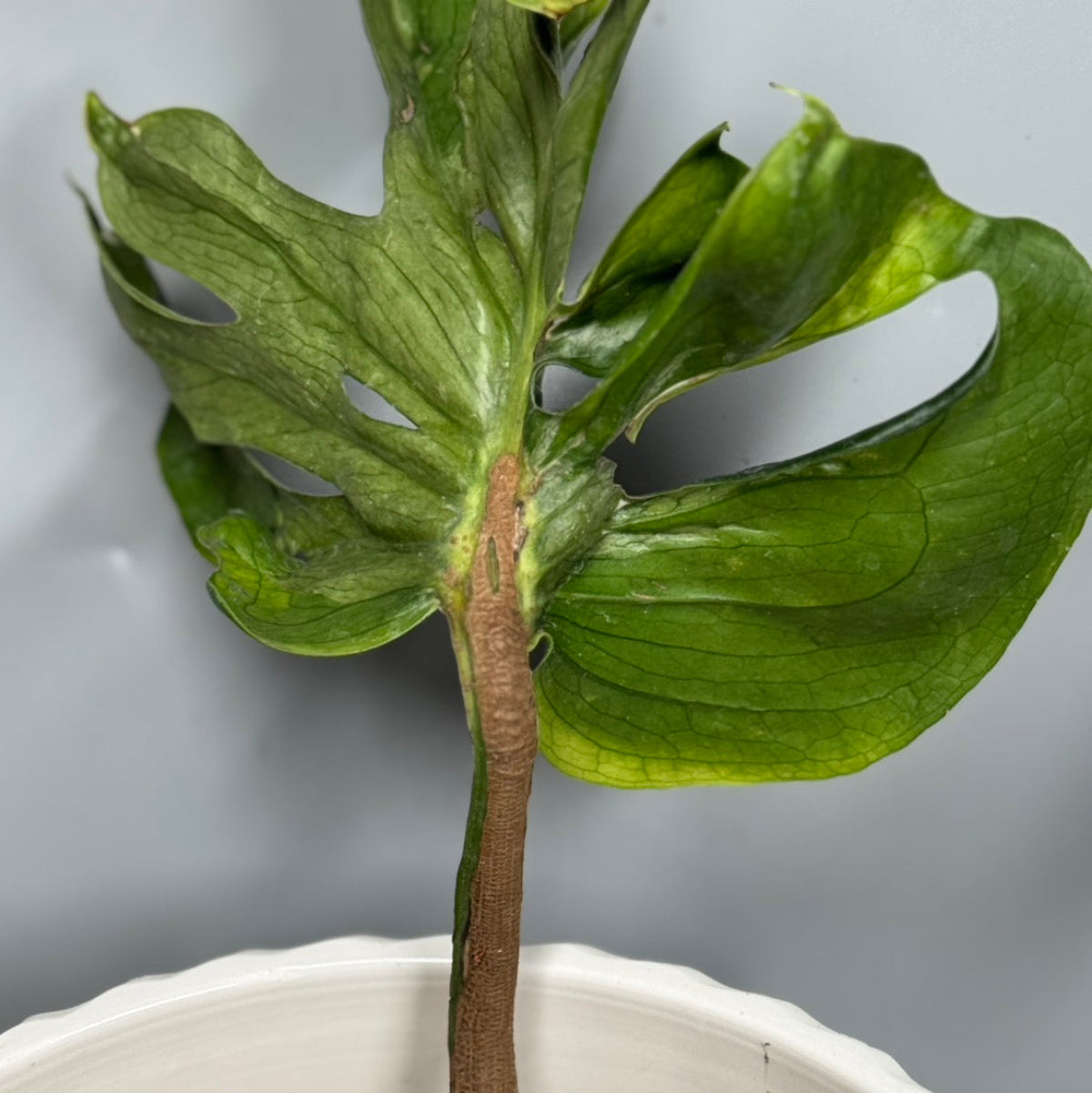 厳選】モンステラ デリシオーサ 'グリーンスノー' 2号 – RARE PLANTS
