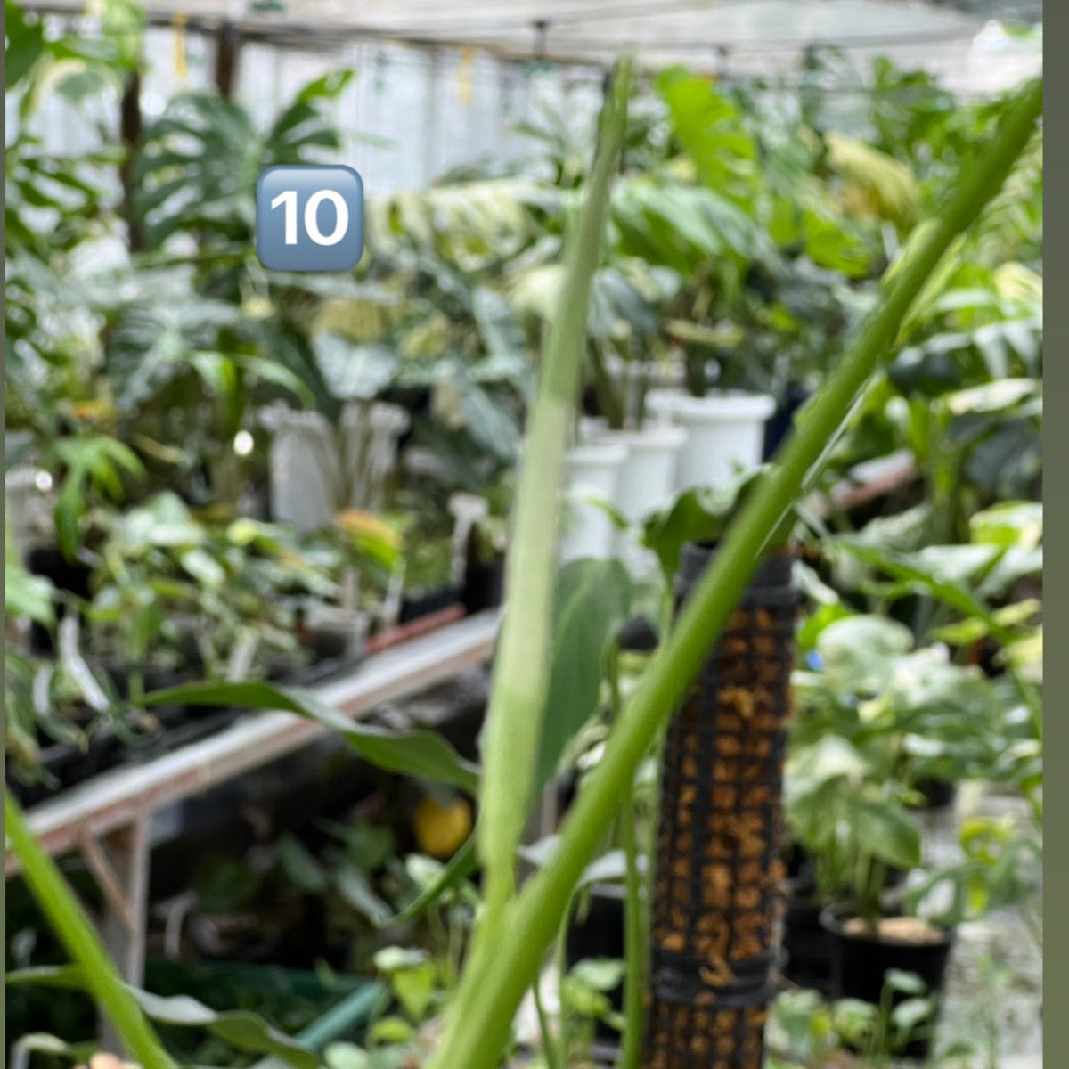 【選択可能】【コレクション】モンステラ　デリシオーサ 'ミント トリカラー' 3号サイズ