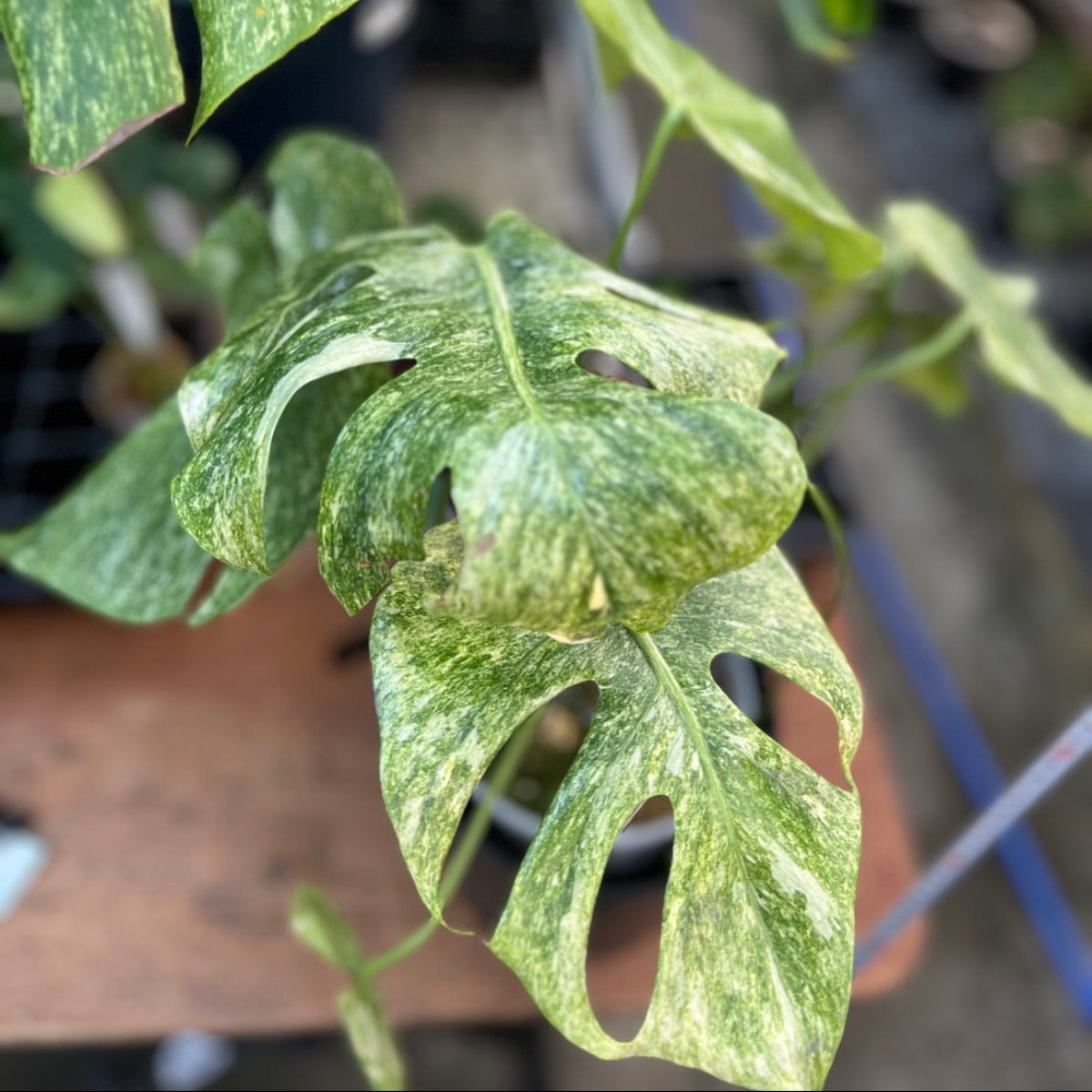 【コレクション】モンステラ　デリシオーサ 'タイコンステレーション プラチナム'